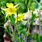 Columbine