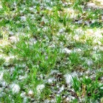 Fluff