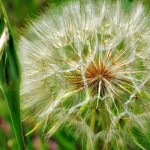 Fuzzy