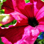 Pink 2