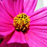 Pink 3