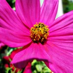 Pink 4