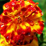 Dew