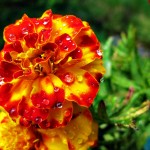 Dew 2