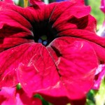 Deep Pink