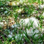 Cotton Fluff