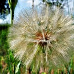 Fuzzy 2