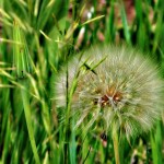 Fuzzy 3