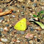 Lemonfly