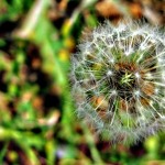 Dandy