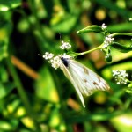 Moth & Flower