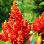 Orange 2