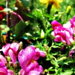 Pink 6