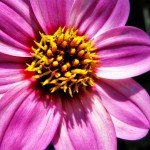 Closeup