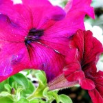 Pink 5