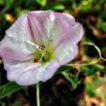 Pink tinged