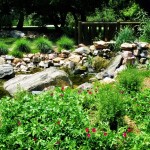 Pond