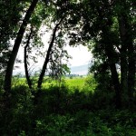 Through the trees 3