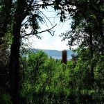 Through the trees 2