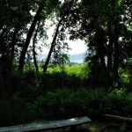Through the trees