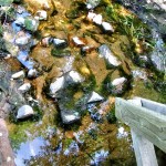 Rocks