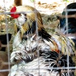 Feathers