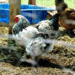 Showoff