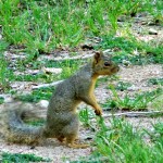 Squirrel