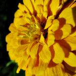 Sunshine 2