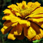 Sunshine