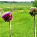 Thistles