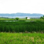 Vista