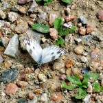 Moth 4