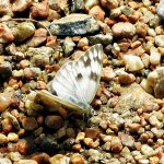 Moth 3