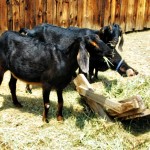 Goats
