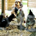 Chicken