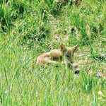 Baby Coyote