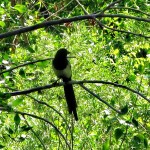 Magpie 4