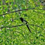 Magpie 3