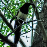 Magpie 2
