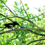 Magpie