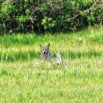 Mama Coyote wasn't too fond of me