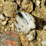 Moth 2