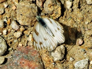 Moth 2