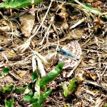 Moth