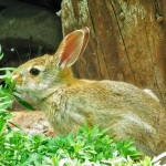 Nomnom hungry bunny