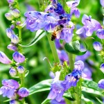 Pollinatin