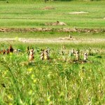 Prairie dogs