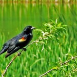 Red-winged blackbird close