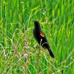 Red-winged blackbird